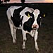 A cow nearby my brother's house, Gotland, Sweden.
